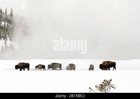 Amerikanischer Bison, Büffel (Bison Bison), Herde von Buffalos in einer schneebedeckten Landschaft, USA, Wyoming, Yellowstone National Park, Lamar Valley Stockfoto