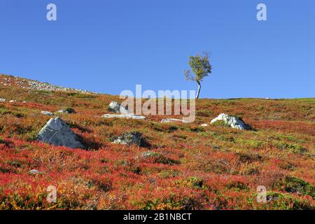 Herbstlandschaft Grovelfjallet, Schweden Stockfoto