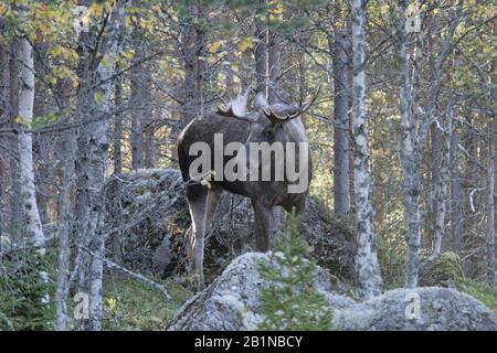 Elch, Europäische Elche (Alces alces alces), männlich im Wald, Schweden, Morkret Stockfoto