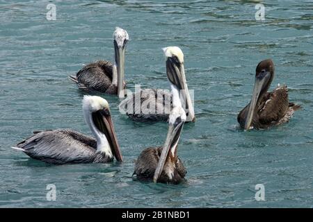 Braunpelikan (Pelecanus occidentalis), Schwimmtrupp mit einem Jungvogel, Niederländische Antillen, Curacao Stockfoto