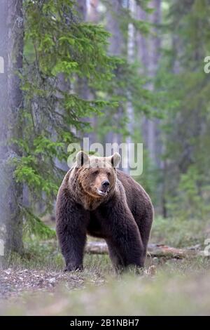 Europäischer Braunbär (Ursus arctos arctos), in Wald, Finnland Stockfoto