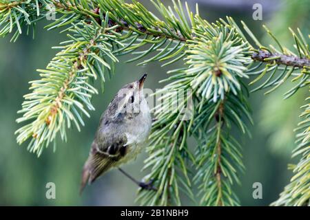 Hume's Gelbbrauen-Warbler (Phylloscopus humei humei, Phylloscopus humei), auf einem Zweig, Kirgisistan Stockfoto