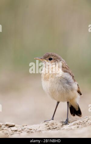 Isabellinkeule (Oenanthe isabellina), juvenil am Boden, Kasachstan Stockfoto