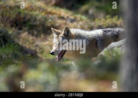 Europäischer grauer Wolf (Canis lupus lupus), Wandern, Finnland Stockfoto