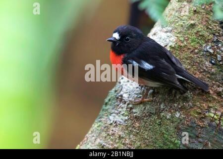 Pacific Robin (Petrolica pusilla), männlich an einem Baum, Vanuatu Stockfoto