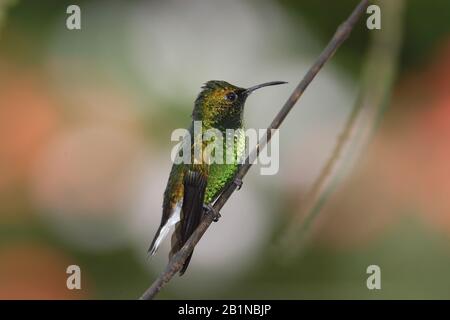 Kopperköpfiger Smaragd (Elvira cupriiceps), sitzend am Branch, Costa Rica Stockfoto