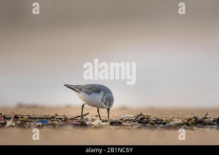 Ein sanderling (Calidris alba), ein kleiner Watvogel, der nach Nahrung in Trümmern sucht, die durch Meereswellen mit Plastikmüll im Sand angesammelt wurden Stockfoto