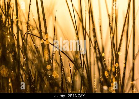 Details zum Tau in der Vegetation am goldenen Licht der Morgendämmerung in Ria de Aveiro (Portugal). Stockfoto