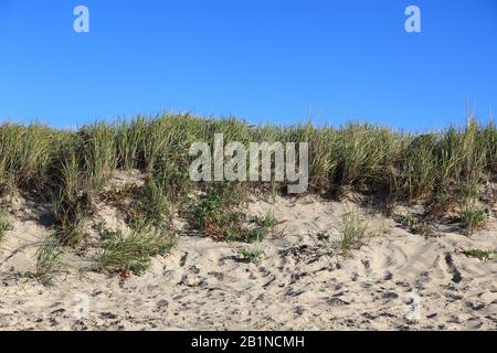 Strandgrass, Ammophila breviligulata, Strand, Dennisport, Dennis Port, Nantucket Sound, Dennis, Cape Cod, Massachusetts, Neuengland, USA Stockfoto