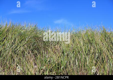 Strandgrass, Ammophila breviligulata, Strand, Dennisport, Dennis Port, Nantucket Sound, Dennis, Cape Cod, Massachusetts, Neuengland, USA Stockfoto