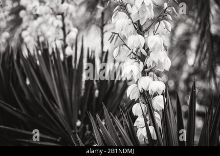 Glockenförmige weiße Blumen und gerade Blätter von Yucca Stockfoto