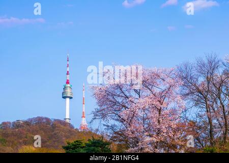 Seoul, KOREA - 13. April 2019: Seoul-Turm im Frühjahr mit Kirschblütenbaum in voller Blüte, Südkorea. Stockfoto