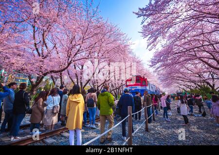 JINHAE, SÜDKOREA - 30.2019: Das Jinhae Gunhangje Festival im Frühjahr ist der beliebte Aussichtspunkt für Kirschblüten in Jinhae, Südkorea. Stockfoto
