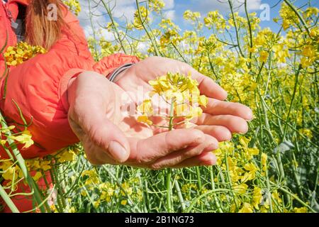 Frau hält an einem hellen Tag eine Rapsblume inmitten eines Rapsfeldes. Stockfoto