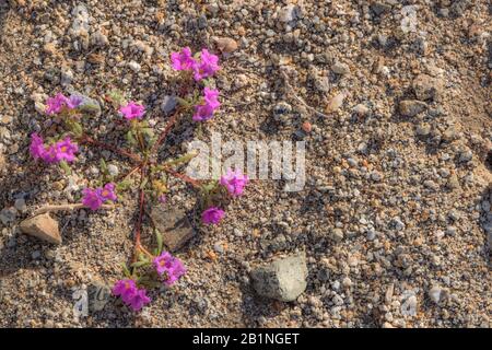 Hellrosa magentafarbene kleine Wildblumen in der Wüste, nahe am Boden wachsen, Foto im Frühling Stockfoto