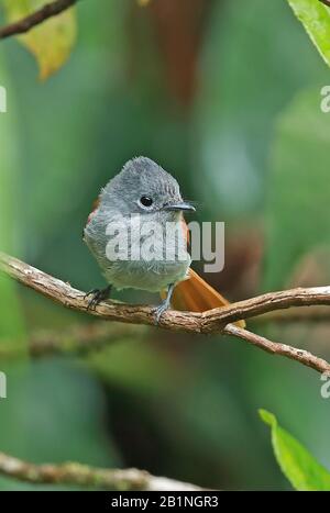 Reunion Paradise-flycatcher (Terpsiphone bourbonnensis bourbonnensis) Erwachsene Frauen auf Branch Reunion Island, Indischer Ozean Dezember Stockfoto