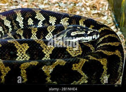 Große Schlange Dies ist ein verrückter Python in Australien Stockfoto