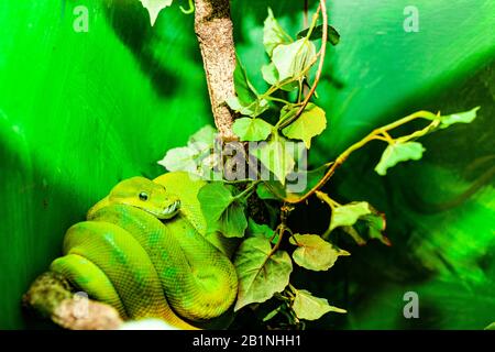 Der Grünbaumpython, ist eine auf Neuguinea heimische Python-Art, Inseln in Indonesien und Kap-York-Halbinsel in Australien. Beschrieben von Hermann S. Stockfoto