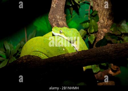 Der Grünbaumpython, ist eine auf Neuguinea heimische Python-Art, Inseln in Indonesien und Kap-York-Halbinsel in Australien. Beschrieben von Hermann S. Stockfoto