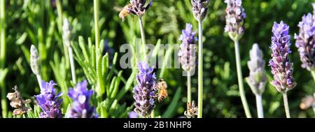 Ein computergroßes Banner zeigt eine Nahansicht der Bienen auf Lavendelspitzen. Stockfoto