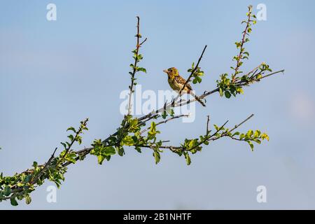 D'Arnauds barbet, ein kleiner ostafrikanischer Vogel, thront auf Branch, Kenia. Profilansicht. Kopierbereich. Stockfoto