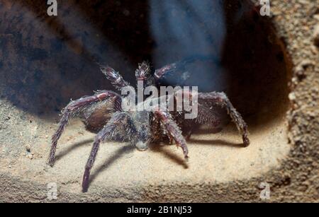 Tarantulen gehören zur Familie der Spinnen, die Hairy Mygalomorphen genannt werden. Das sind die Spinnen, die, so glauben Wissenschaftler, schon seit Millionen sind Stockfoto