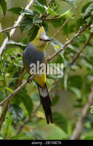 Long-tailed seidig-Fliegenfänger Stockfoto