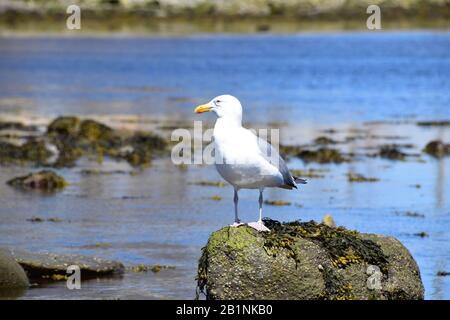 Lone Seagull auf dem Felsen in Westport, Connecticut Stockfoto