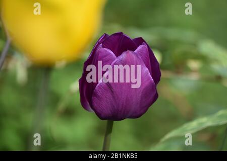 Violette Tulpen im Frühling Stockfoto