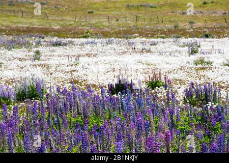 Lupinen wachsen in Patagonien, südlich von Torres del Paine, Chile. Stockfoto