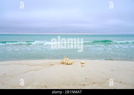 Muscheln am Strand Stockfoto