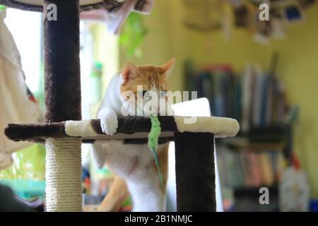 Katze spielt den Katzenkatze Stockfoto