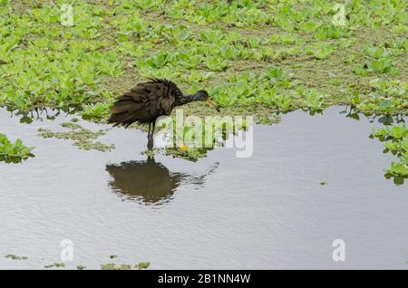 Limpkin, aramus guarauna, auch carrao-, Hör- oder Schreivogel genannt; in einer Lagune mit üppigen Wasserpflanzen. Costanera Sur Ecological Reserve, Bu Stockfoto