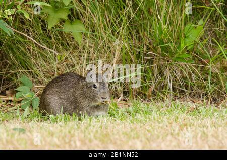 Brasilianisches Meerschweinchen (Cavia aperea), das Gras im ökologischen Reservat Costanera Sur in Buenos Aires, Argentinien, isst Stockfoto