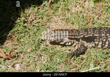 Argentinischer Schwarz-Weiß-Tegu, Salvatore Merianae, der größte der Tegu-Eidechsen, auf dem Gras sonnen, im ökologischen Reservat von Costanera sur; Stockfoto