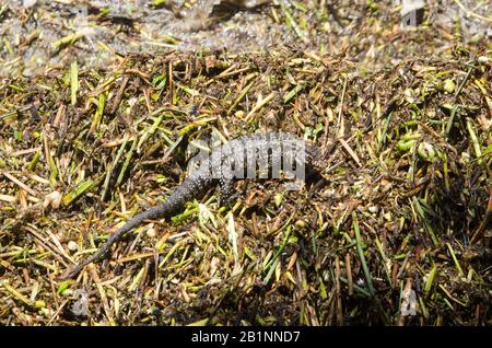 Argentinischer Schwarz-Weiß-Tegu, Salvatore Merianae, der größte der Tegu-Eidechsen, der auf der Suche nach Nahrung ist, im ökologischen Reservat Costanera sur; Buenos Aires Stockfoto