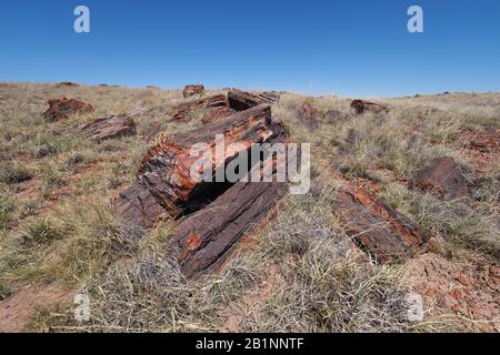 Große versteinerte Holzstämme im Abschnitt Rainbow Forest im Petrified Forest National Park in der Nähe von Holbrook, Arizona an einem klaren wolkenlosen Sommertag. Stockfoto