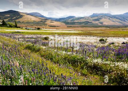 Lupinen wachsen in Patagonien, südlich von Torres del Paine, Chile. Stockfoto