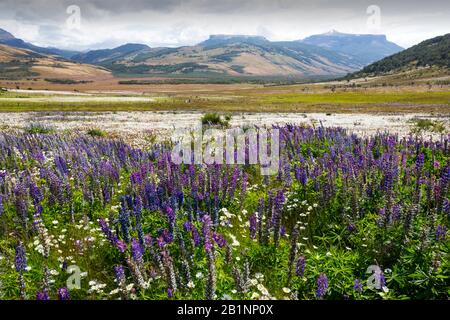 Lupinen wachsen in Patagonien, südlich von Torres del Paine, Chile. Stockfoto