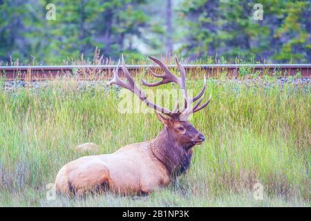 Männliche Elche oder Wapiti (Cervus canadensis) liegen in der Nähe der Eisenbahnstraße im Jasper National Park. Alberta. Kanada Stockfoto