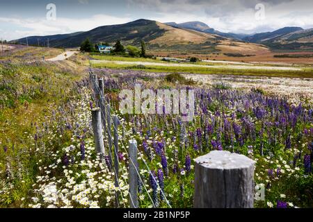 Lupinen wachsen in Patagonien, südlich von Torres del Paine, Chile. Stockfoto