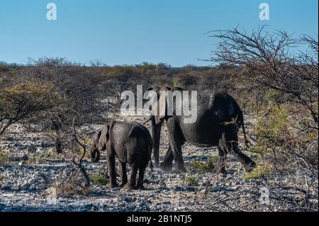 Eine Herde von afrikanischen Elefanten - Loxodonta Africana - vorbei gehen, nachdem sie ein Bad in einem Wasserloch im Etosha National Park, Namibia. Stockfoto