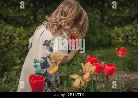 Mädchen mit langen blonden lockigen Haaren in einem leichten Kleid mit Rücken in einem blühenden Garten und einer hellen Tulpe in der Hand und riechend ihren Geruch Stockfoto