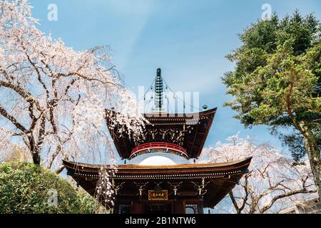 Nara, Japan - 7. April 2019 : Yoshino Berg-Tonan-in-Tempel mit Frühlingskirschblüten Stockfoto