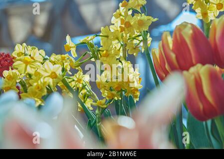 Zarte Narzissen auf abstraktem Hintergrund blicken hinter verschwackelten Farben hervor. Geblümter Hintergrund. Stockfoto