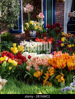 Helle Frühlings-Knollenblumen in verschiedenen Töpfen nahe der Ziegelwand des Hauses und einem offenen Fenster. Stockfoto