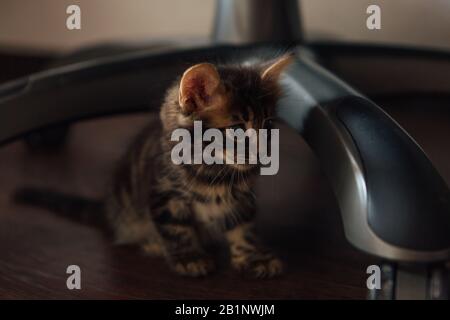 Süße kohle bengalische Kittkatze, die zu Hause auf dem Boden unter dem Stuhl sitzt Stockfoto