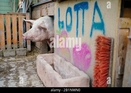 Würmer, Deutschland. Februar 2020. Mastschwein 'Lotta' blickt aus ihrem Stall auf das Gelände einer privaten, von Betreiberin Vanessa Fass betriebenen Gnadenfarm, die mit dem Wort 'Lotta' versehen ist. Das Tier war im vergangenen Jahr vor dem Drittliga-Derby zwischen Kaiserslautern und Mannheim mit Fußballslogans auf einem Mannheimer Sportplatz verschmiert worden. Am Samstag (29.02.) findet das Rückspiel im Mannheimer Carl-Benz-Stadion statt. (Zu dpa-KORR: "Kein Platz für Hass": FCK vor explosivem Südwest-Derby in Mannheim") Credit: Uwe Anspach / dpa / Alamy Live News Stockfoto