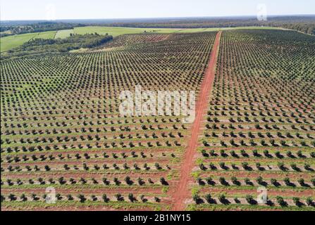 Luftaufnahme im Hintergrund der Macadamia-Baumplantage bei Childers Queensland Australien Stockfoto