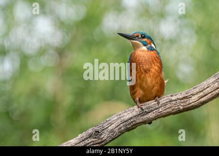 Gemeinsamer Kingfisher (Alcedo atthis), der auf einem Zweig über einem Pool im Wald von Overijssel (Twente) in den Niederlanden sitzt. Grüner Bokeh-Hintergrund. Stockfoto